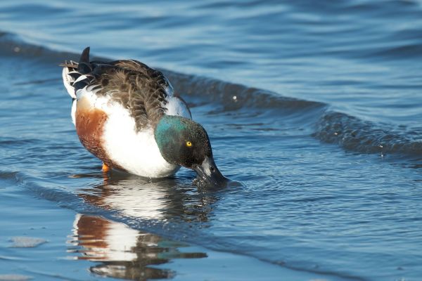 A duck with a colorful green and brown head is wading along the shoreline in shallow water, searching for food.